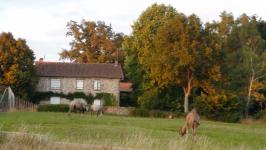 Des Chameaux à Champniers