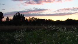              
    Un coucher de soleil sur les bois et les prés de Champniers. Au premier plan une haie de ronces au second un champ de blé, en arrière plan les bois se découpent avec le soleil couchant.            