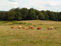     
    Un troupeau de vaches limousines avec leurs belles robes couleur froment vif.