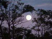           
    Au premier plan, des arbres se découpent sur le ciel lumineux d'un soir de pleine lune. Au centre, un arbre tend une branche semblant servir de berceau à la lune ronde.        